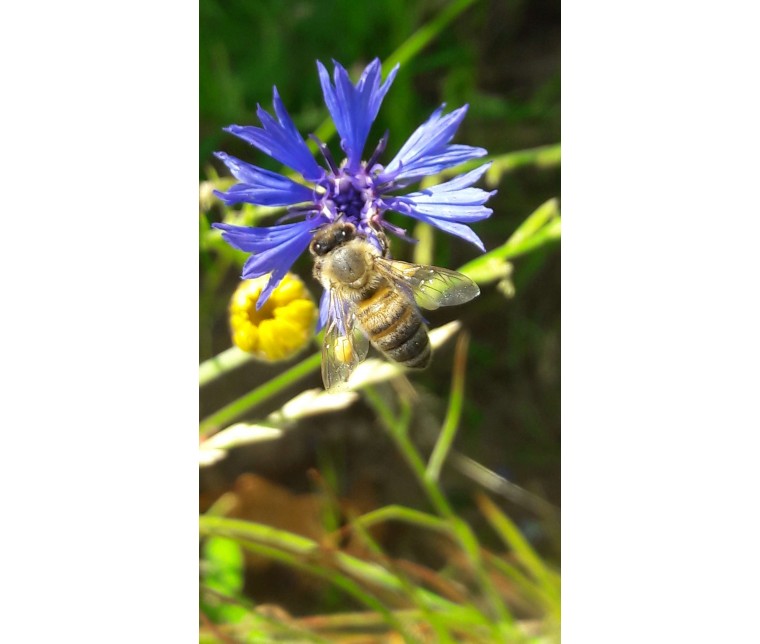 Des semis de fleurs entre les rangs de vigne