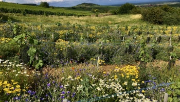 DES SEMIS DE FLEURS ENTRE LES RANGS DE VIGNE